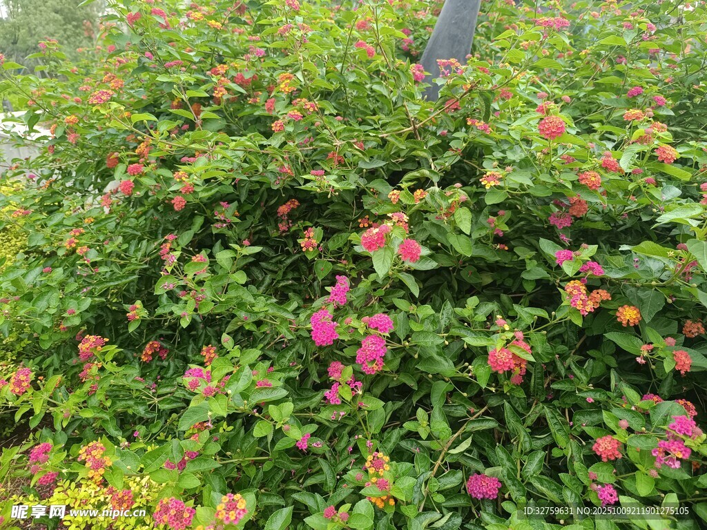 多彩花卉绿植景观