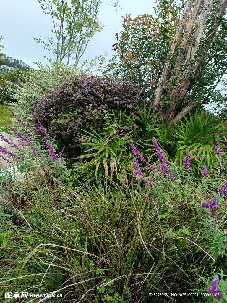 繁茂花草景观