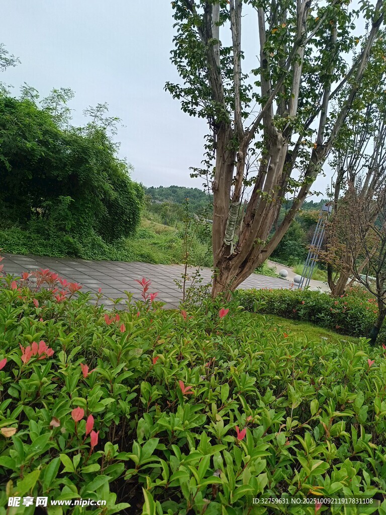 绿意盎然的园林景观
