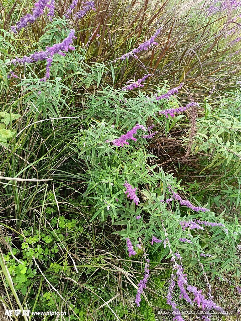 紫色野花点缀绿色草丛