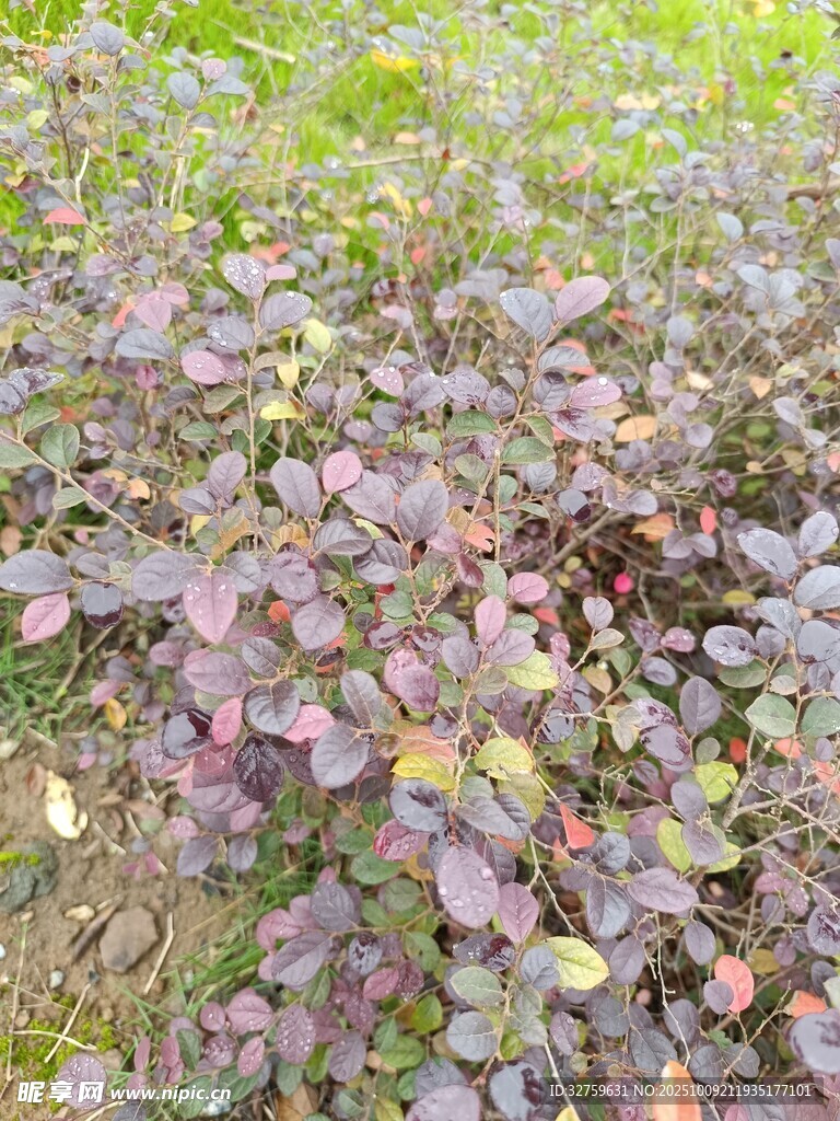 紫色叶片植物特写