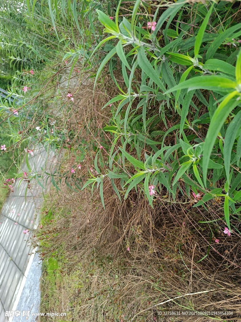路边葱郁的绿色植物