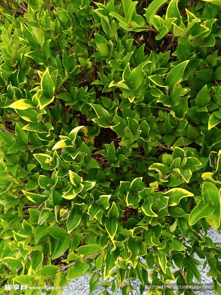 翠绿繁茂的植物枝叶