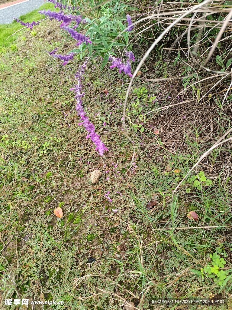 草丛中的紫色小花