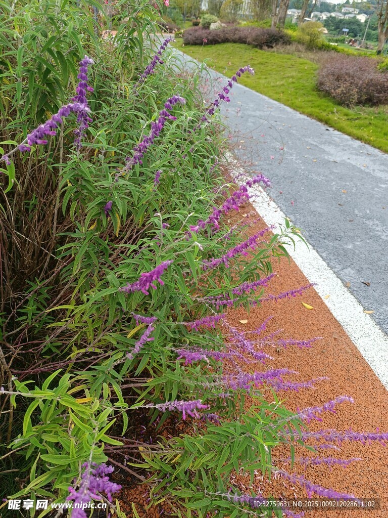 路边紫色花卉景观