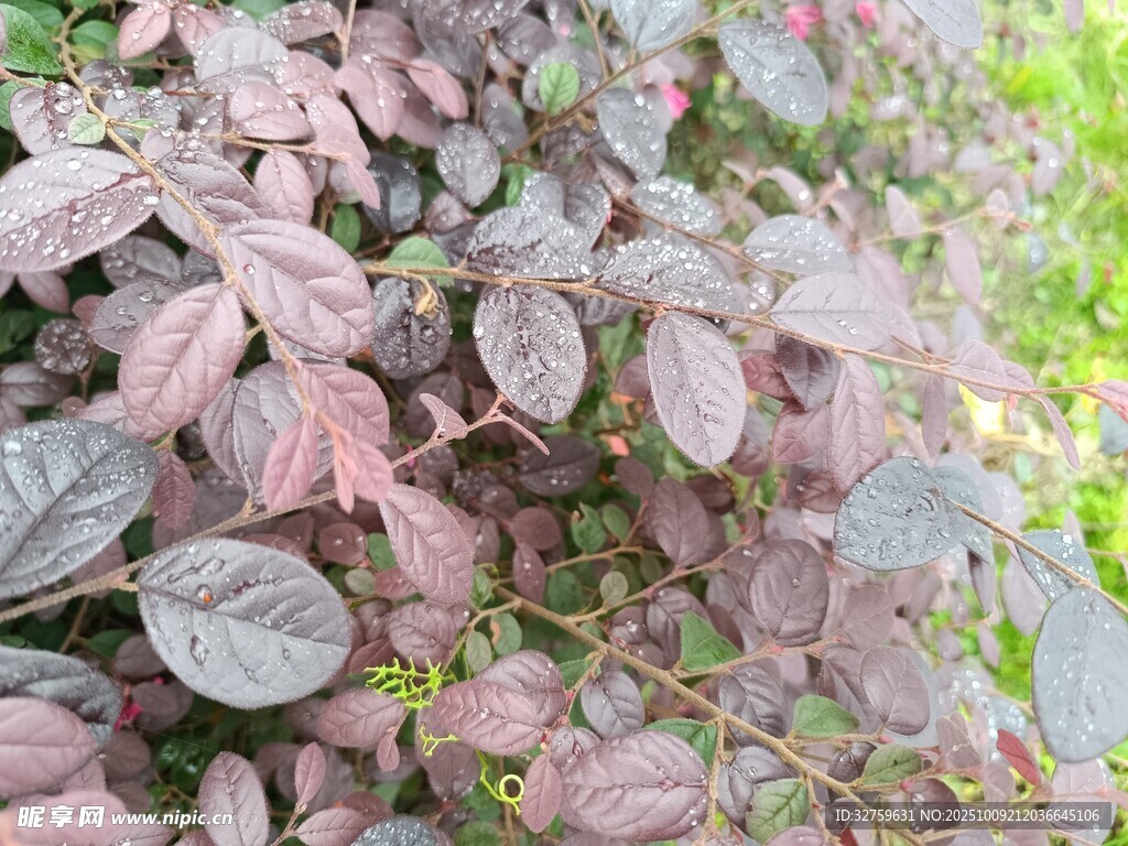紫叶植物特写