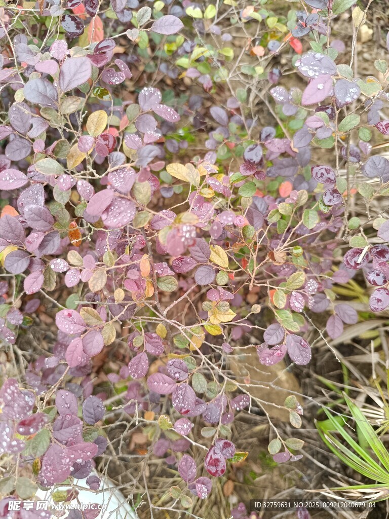 多彩斑斓的植物景观