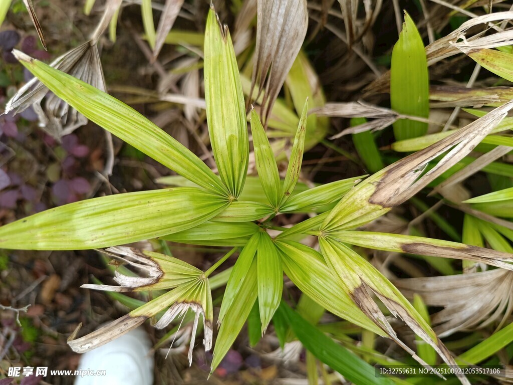 翠绿间带枯黄的奇特植物