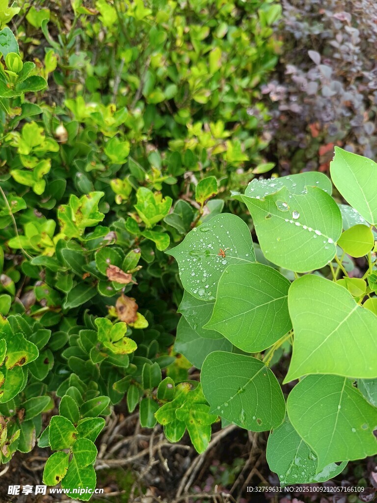 多样绿植景观