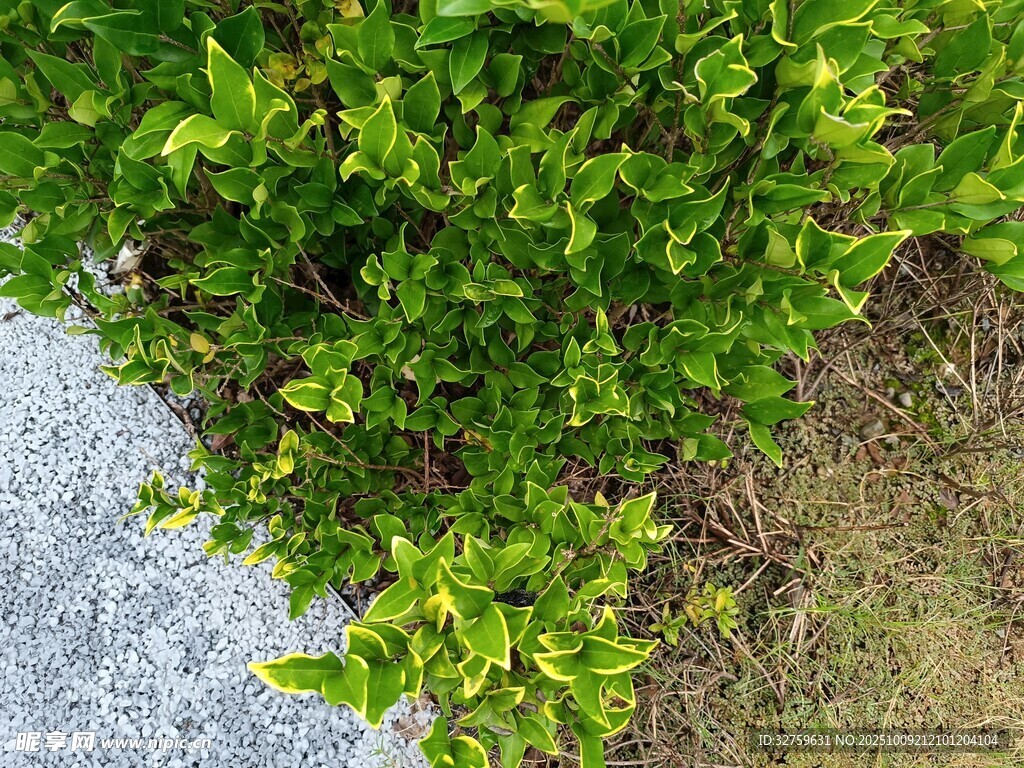 路边翠绿灌木丛