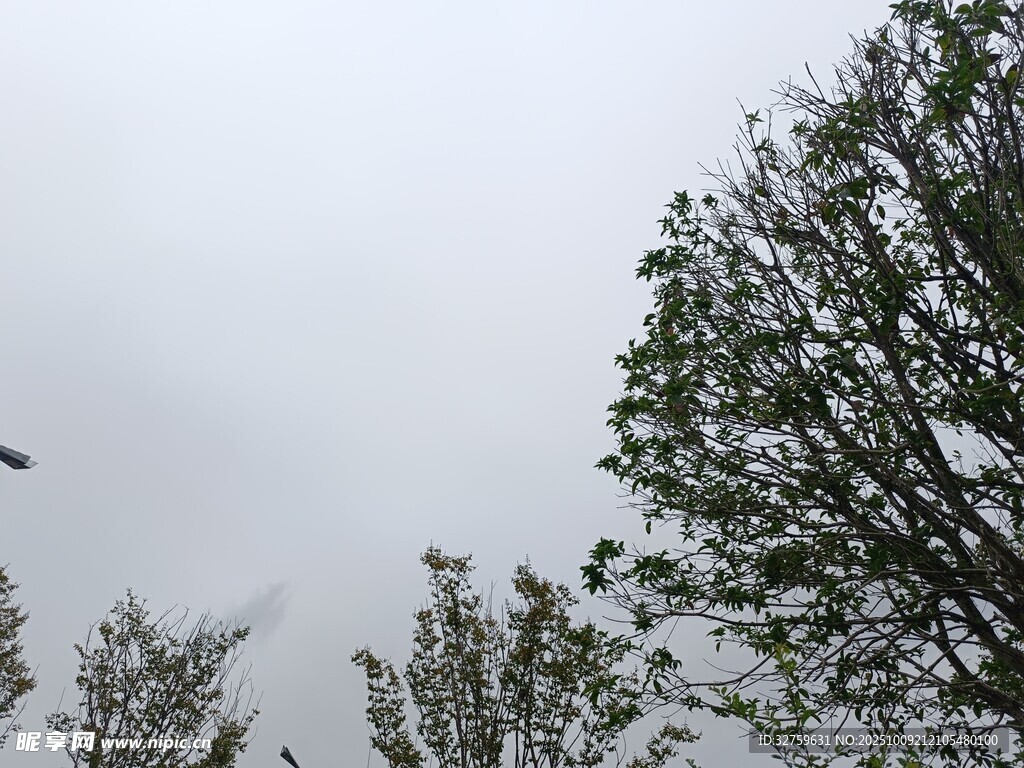 阴天中的绿树树梢