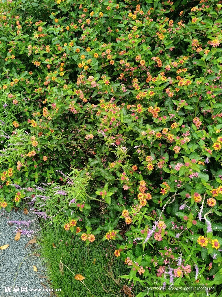 路边多彩繁茂植物景观