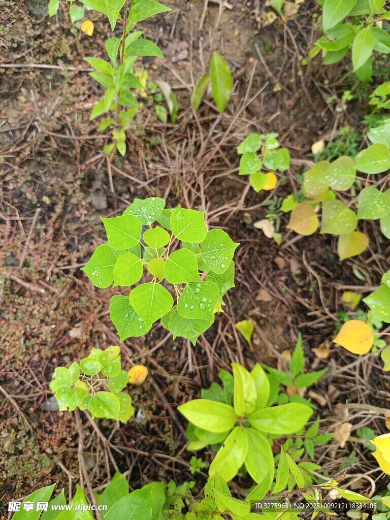 地面生长的多种绿色植物