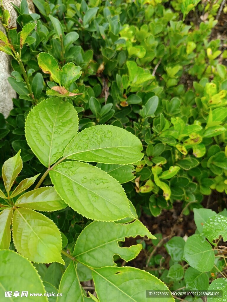 绿叶繁茂的植物景象
