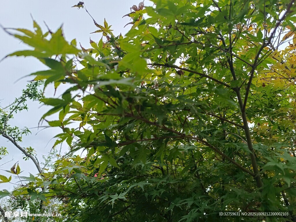 阳光下的繁茂绿植