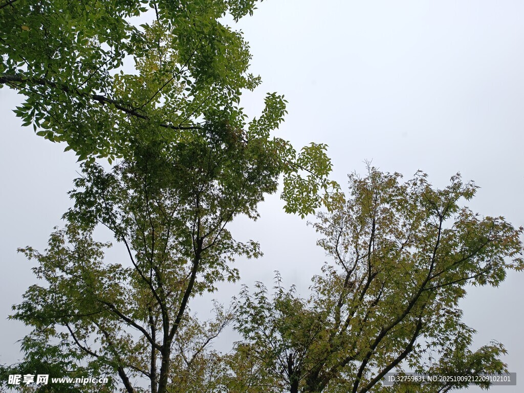 仰视绿树蓝天景象