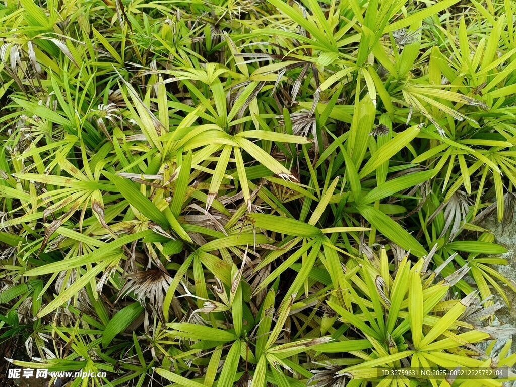 翠绿茂盛的植物叶片