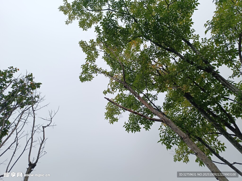 绿树与枯树的天空景象