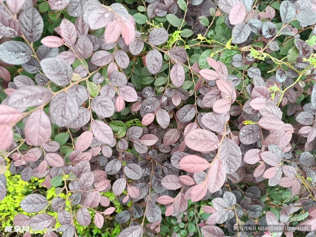 粉色叶片植物特写