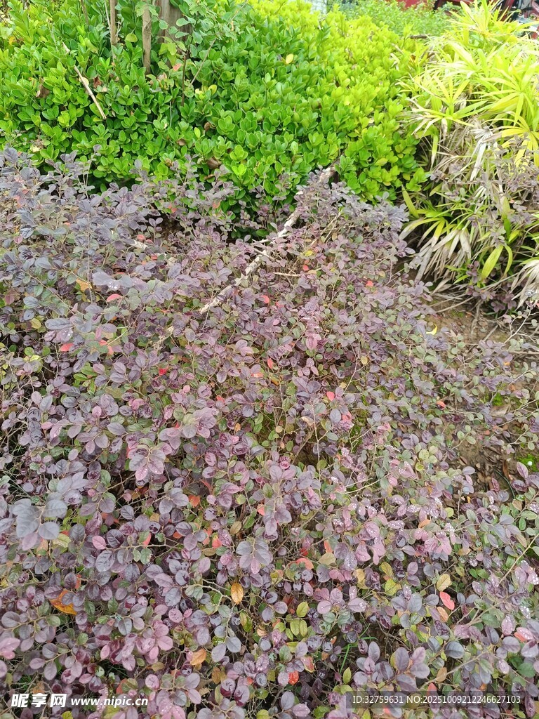 地面紫色植物与绿植景观