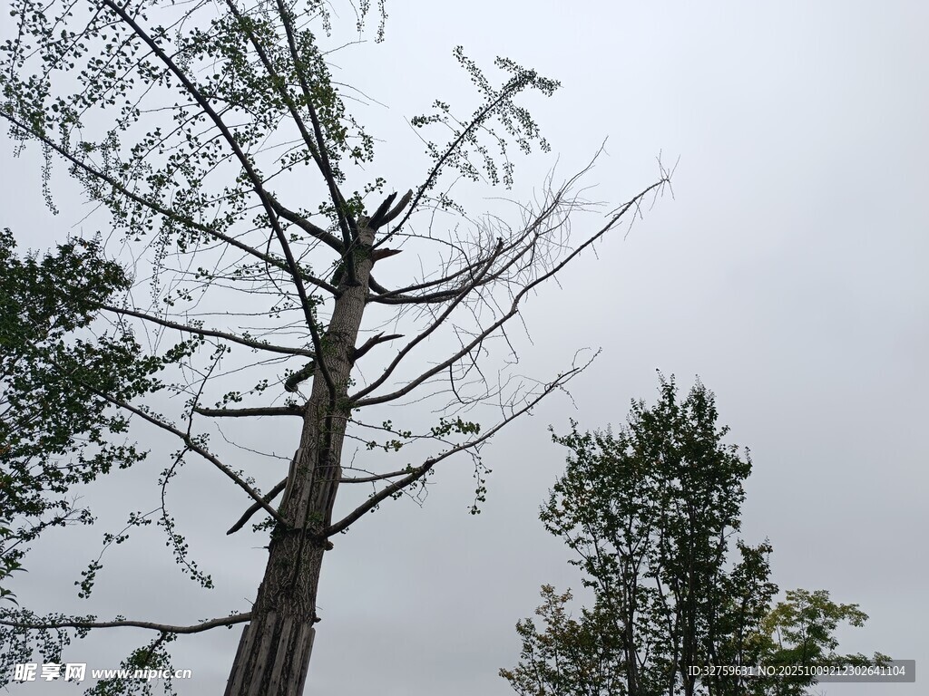 枯树立于绿树间
