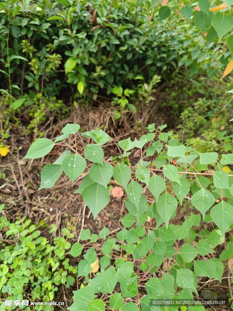绿叶繁茂的自然植物景观