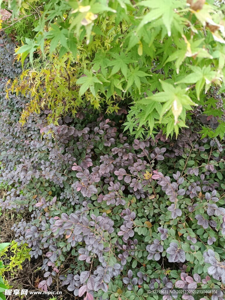 绿叶紫花植物景观