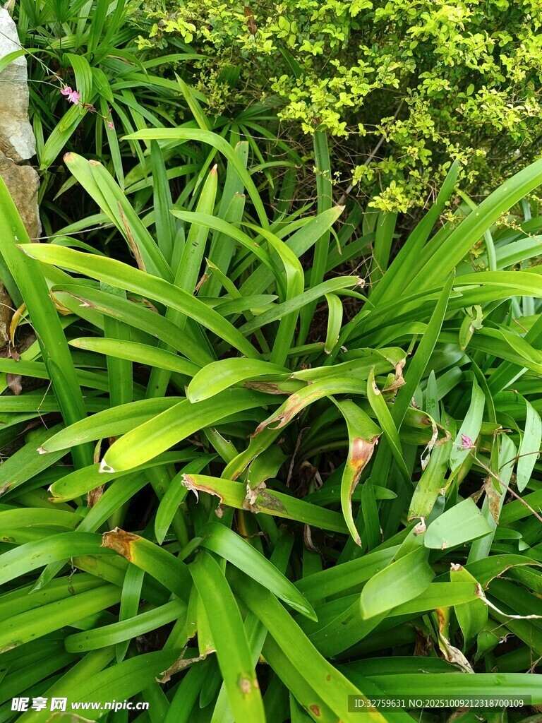 翠绿繁茂的丛生植物