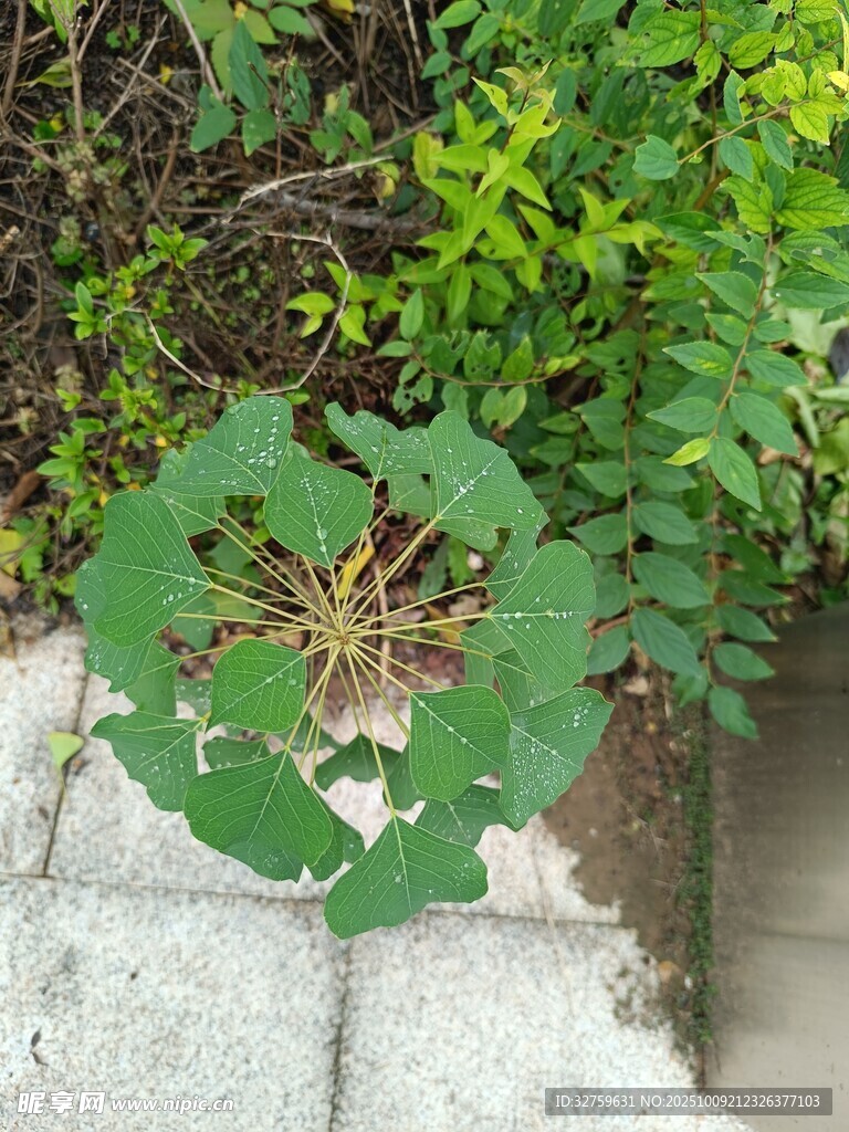 破损荷叶生长于绿植间