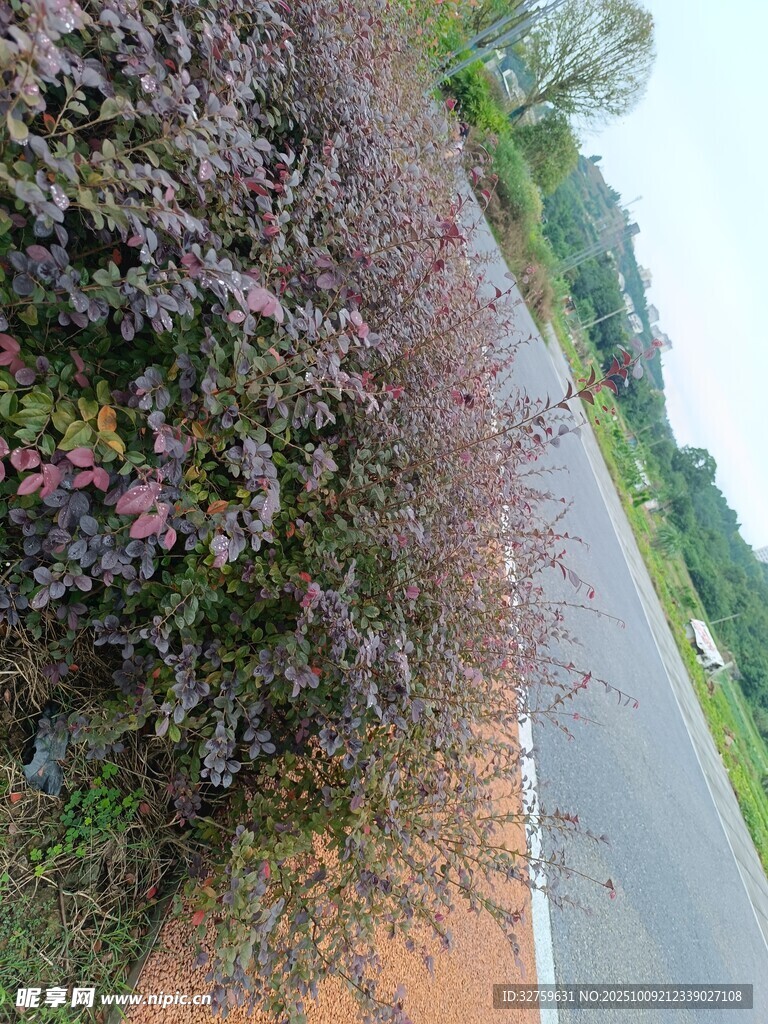 路边多彩植物景观