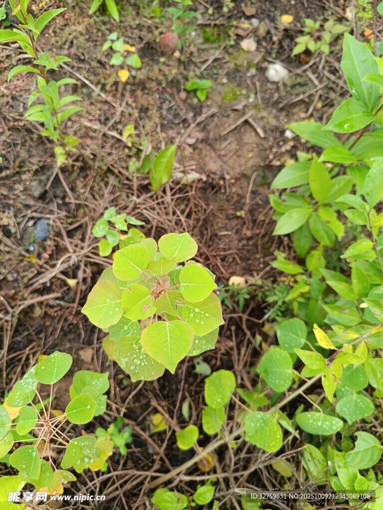 地面生长的嫩绿植物