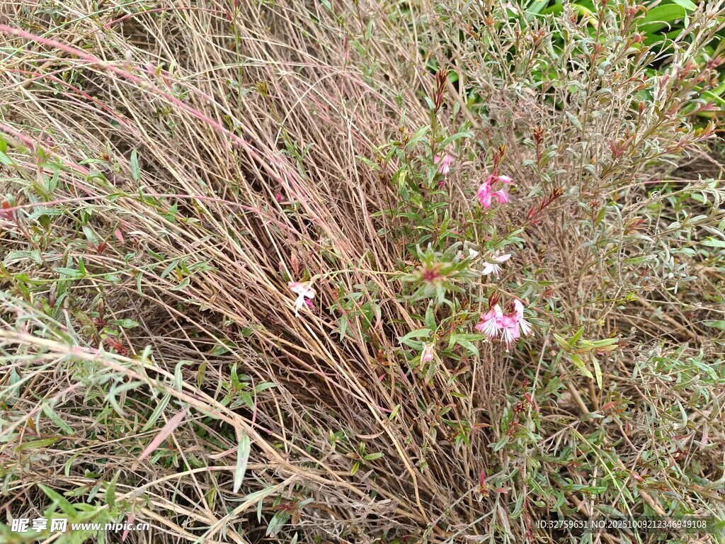 草丛中的粉色小花