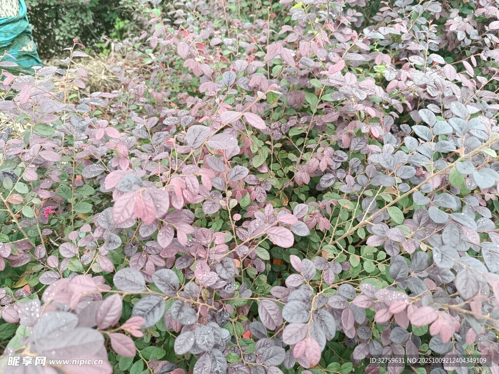 粉色叶片植物景观
