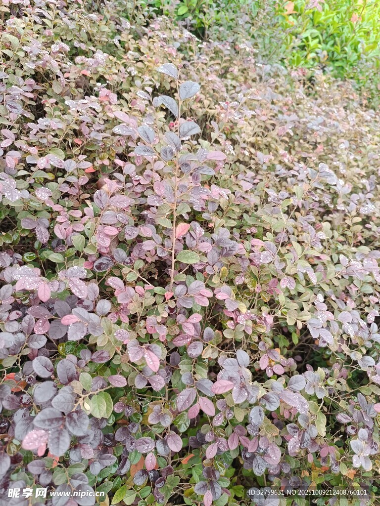 紫叶植物景观