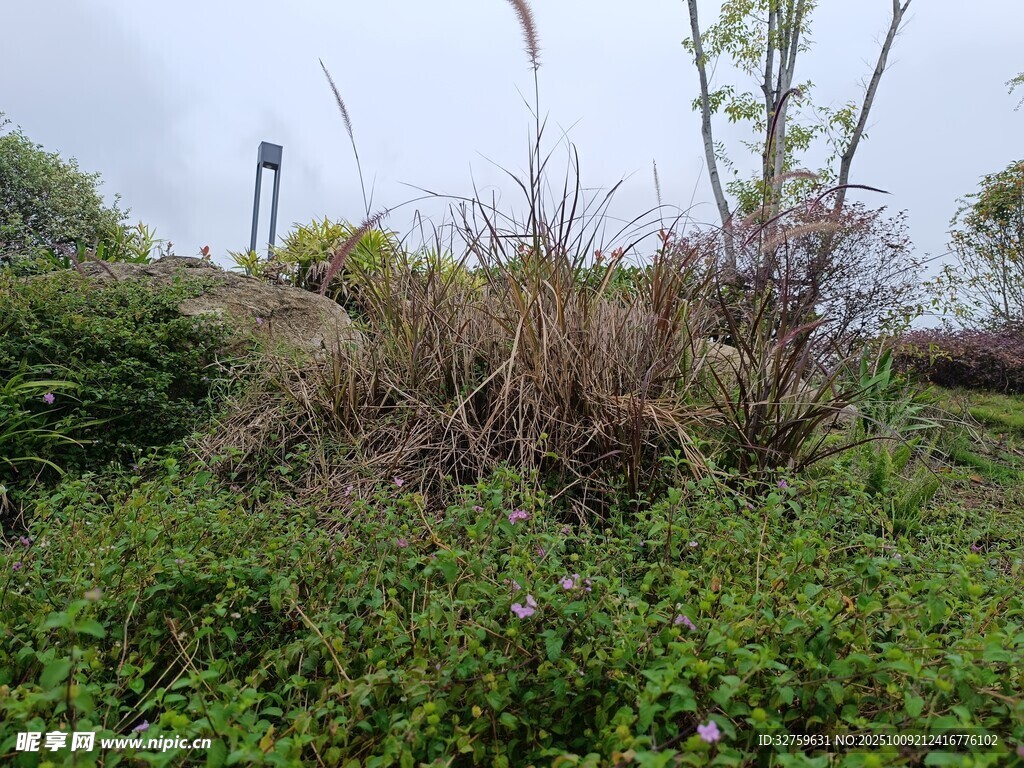 野外繁茂植物景观