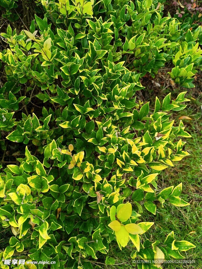 翠绿黄边的茂盛灌木丛