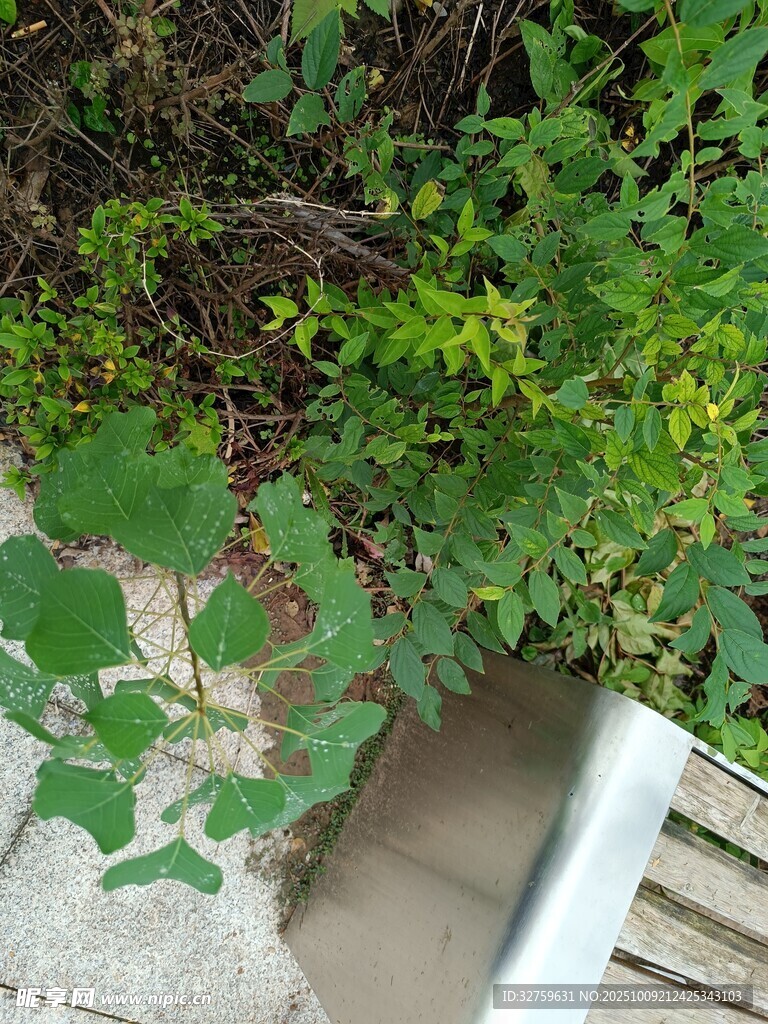 墙边绿植与木质台阶