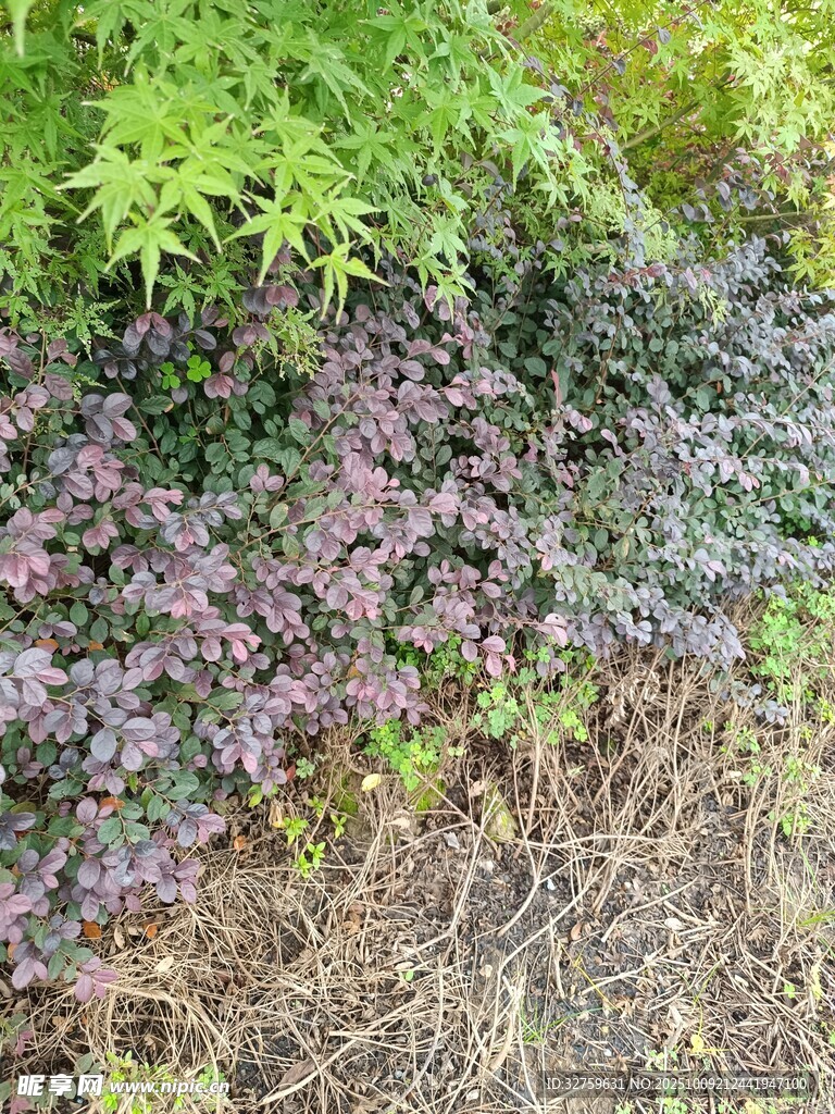多彩植物景观