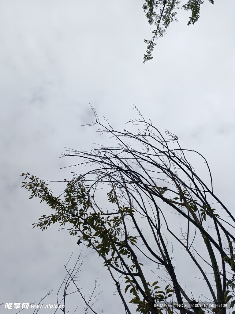 狂风中的弯折树枝