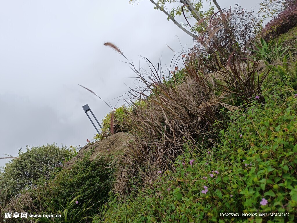 山坡上的绿植与朦胧天空