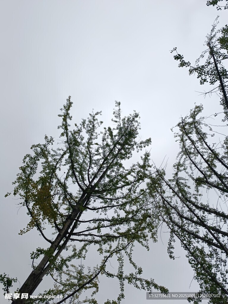 冬日枯树景象