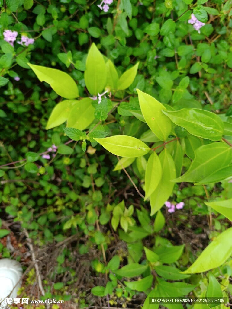 绿叶丛中的清新紫色小花