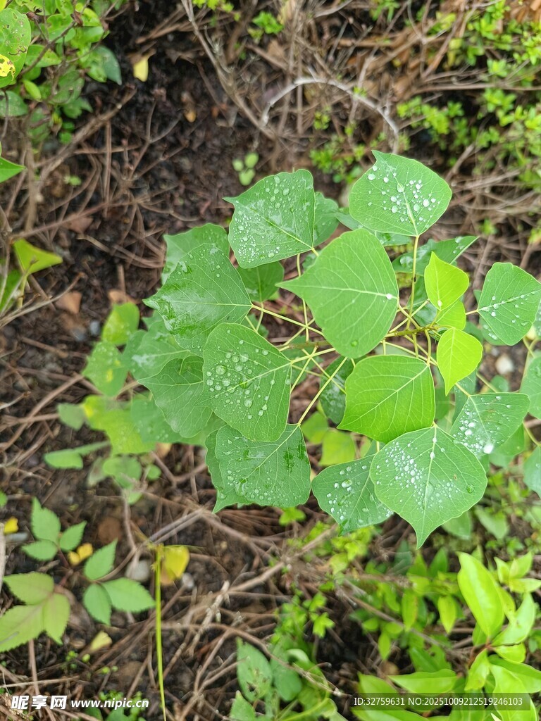 绿叶植物生长于地面