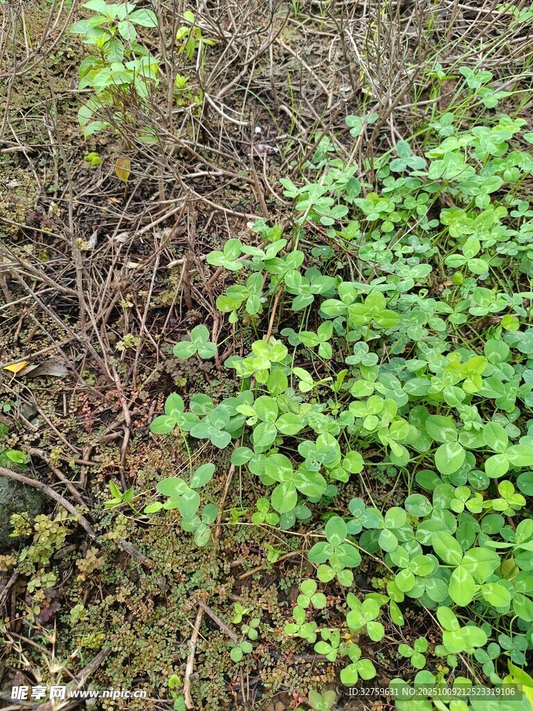 野外嫩绿植物与枯枝