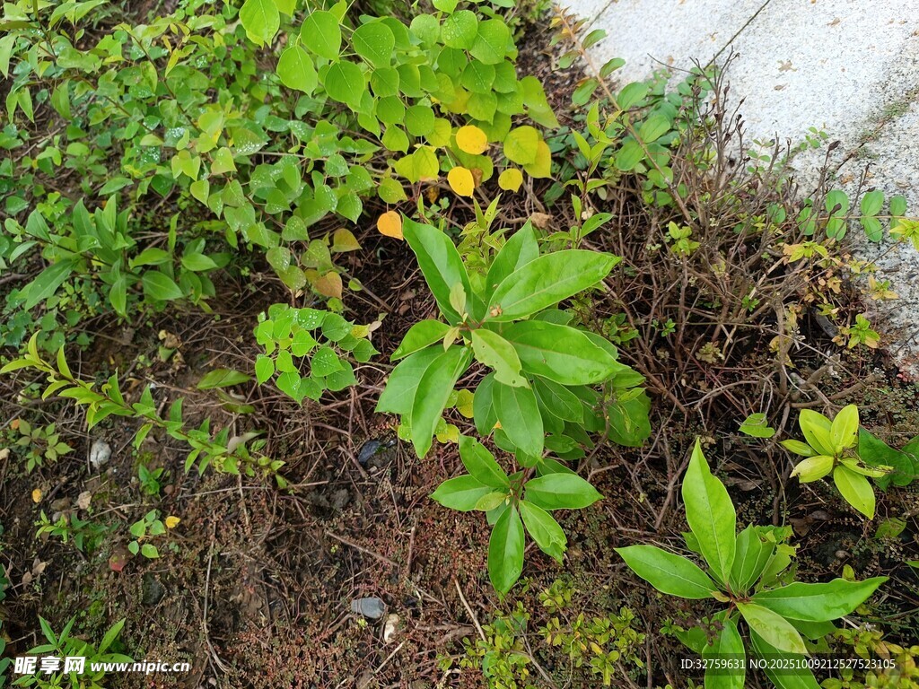 地面绿植景观