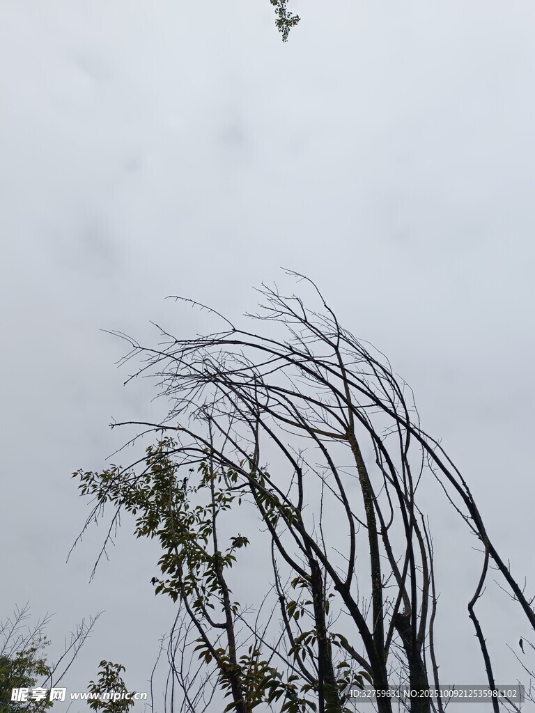 狂风中弯折的树木与飞鸟