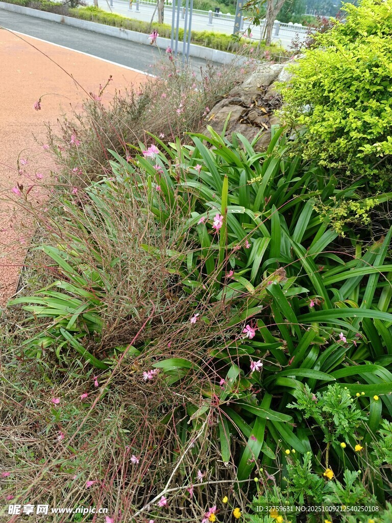 路边繁茂的绿色植物