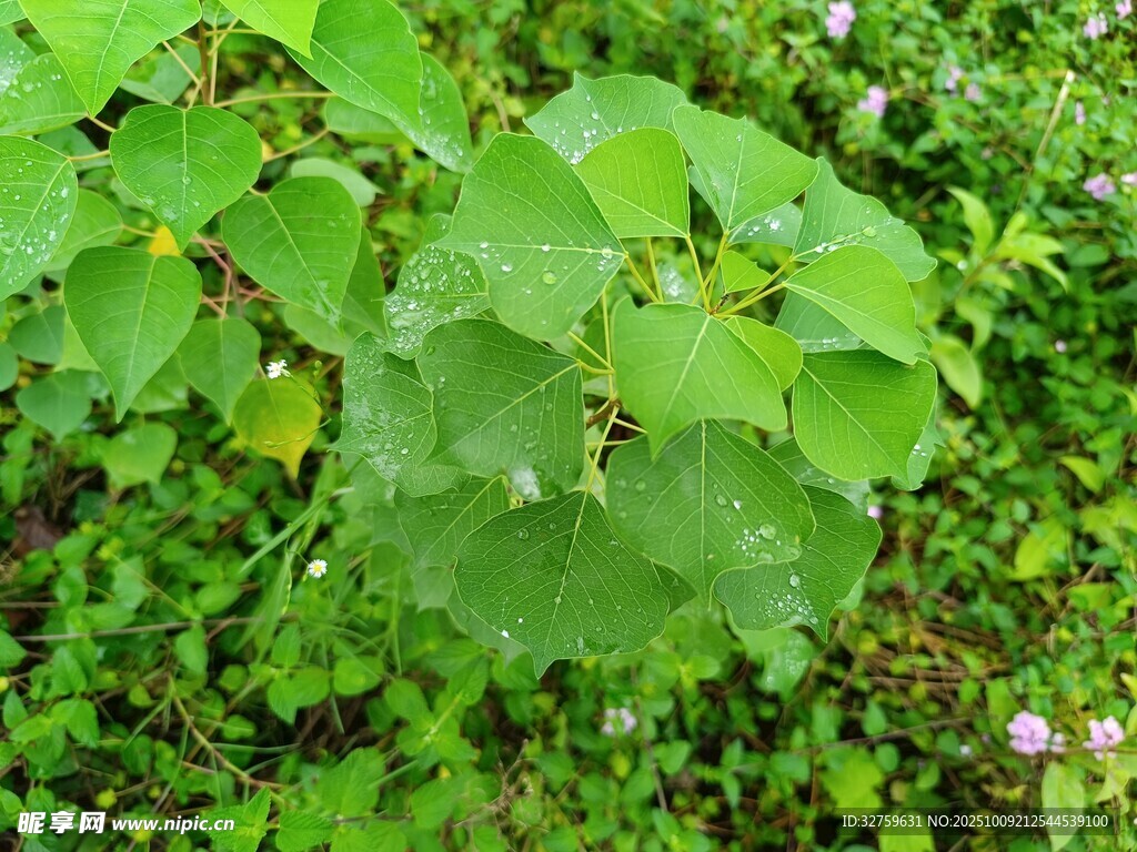 绿叶繁茂的生机植物景观