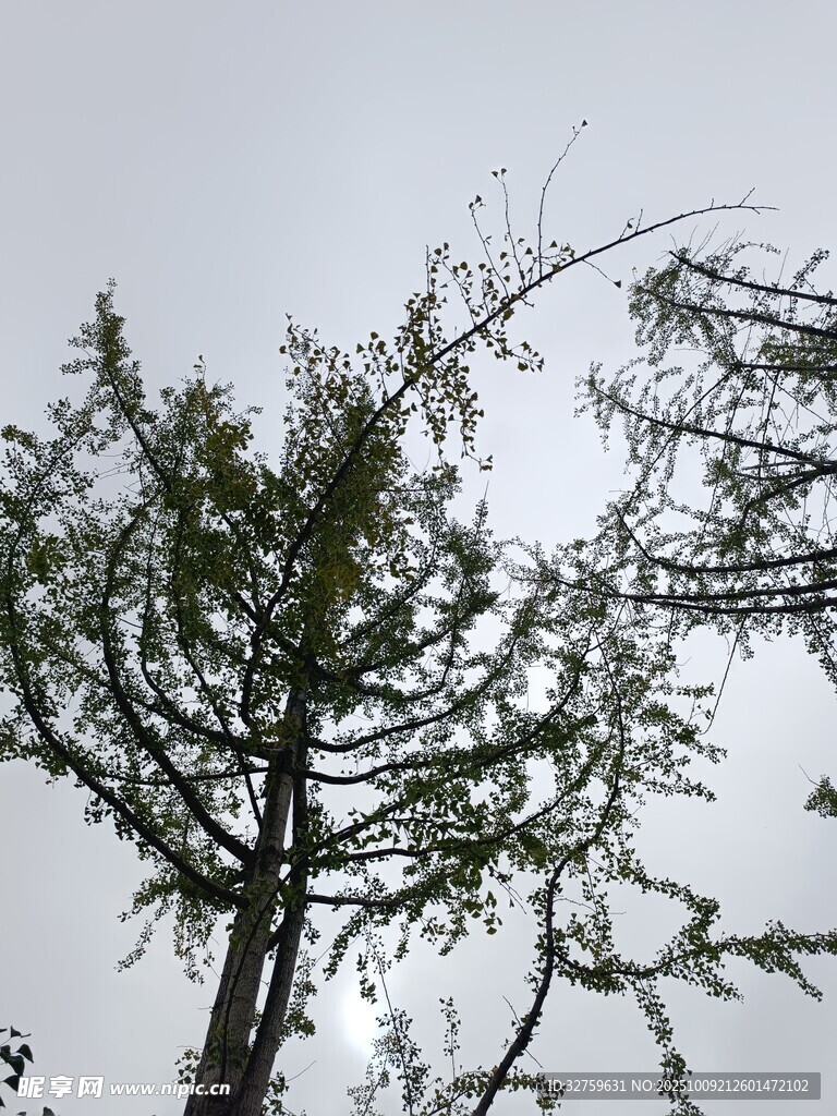 天空下的孤树