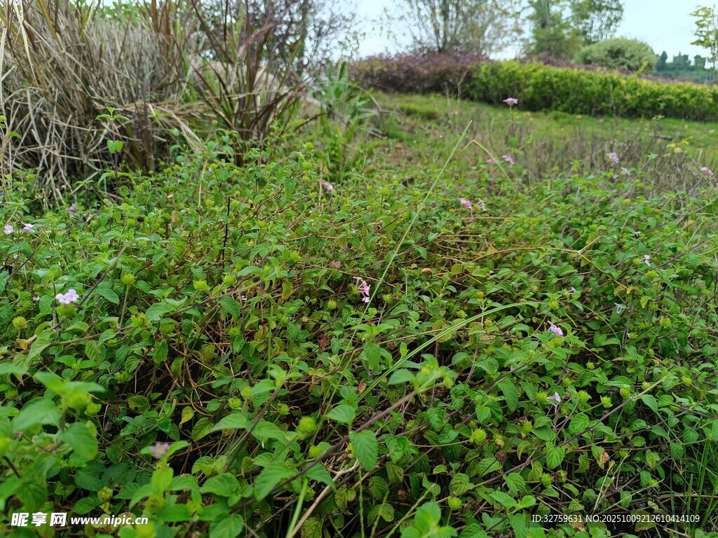野外繁茂绿植景观